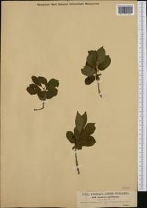 Lonicera glutinosa Vis., Западная Европа (EUR) (Хорватия)