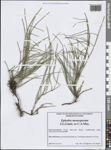 Хвойник односемянный J.G.Gmel. ex C.A.Mey., Сибирь, Прибайкалье и Забайкалье (S4) (Россия)