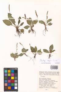 Подорожник большой L., Восточная Европа, Нижневолжский район (E9) (Россия)