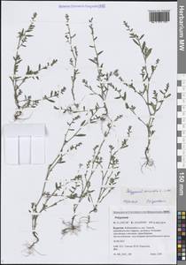 Спорыш птичий, Горец птичий L., Сибирь, Прибайкалье и Забайкалье (S4) (Россия)