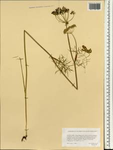 Apiaceae, Монголия (MONG) (Монголия)