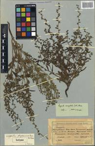 Lappula physacantha Golosk., Средняя Азия и Казахстан, Северный и Центральный Тянь-Шань (M4) (Киргизия)