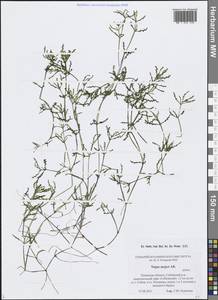 Наяда большая All., Восточная Европа, Северо-Западный район (E2) (Россия)