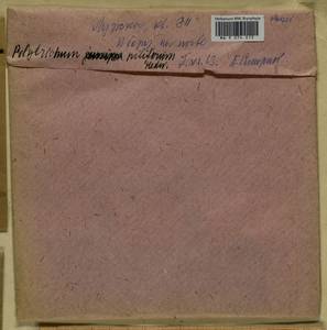 Polytrichum piliferum Hedw., Гербарий мохообразных, Мхи - Москва и Московская область (B6a) (Россия)