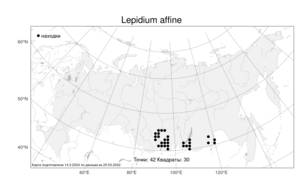 Lepidium affine, Клоповник сходный Ledeb., Атлас флоры России (FLORUS) (Россия)