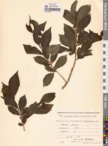 Ива ложнопятитычинковая (Flod.) Flod., Сибирь, Чукотка и Камчатка (S7) (Россия)