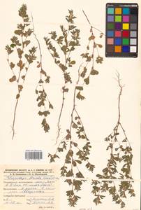 Куммеровия полосатая (Thunb.) Schindl., Сибирь, Дальний Восток (S6) (Россия)