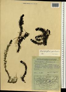 Уруть колосистая L., Монголия (MONG) (Монголия)
