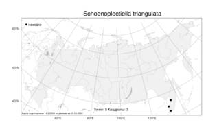 Schoenoplectiella triangulata (Roxb.) J.Jung & H.K.Choi, Атлас флоры России (FLORUS) (Россия)