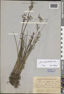 Ситник альпийскочленистый Chaix, Восточная Европа, Ростовская область (E12a) (Россия)