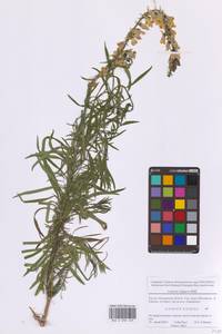 Льнянка обыкновенная Mill., Восточная Европа, Московская область и Москва (E4a) (Россия)