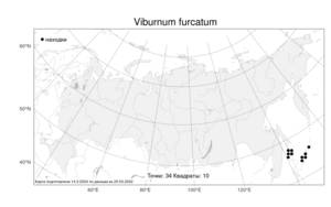 Viburnum furcatum, Калина вильчатая Blume ex Hook. fil. & Thomson, Атлас флоры России (FLORUS) (Россия)