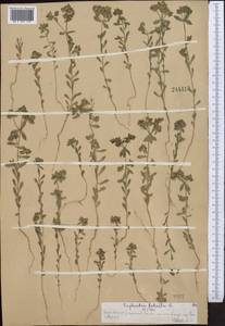 Молочай серповидный L., Средняя Азия и Казахстан, Западный Тянь-Шань и Каратау (M3) (Казахстан)