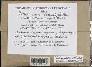 Didymodon validus Limpr., Гербарий мохообразных, Мхи - Якутия (B19) (Россия)