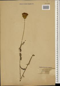 Klasea radiata subsp. radiata, Кавказ (без точных местонахождений) (K0)