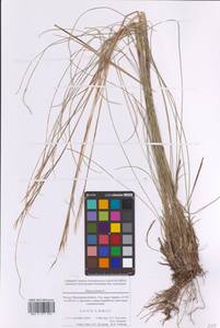 Ковыль перистый L., Восточная Европа, Московская область и Москва (E4a) (Россия)