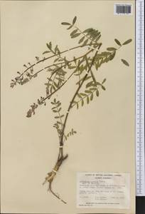 Astragalus eucosmus B.L. Robins., Америка (AMER) (Канада)