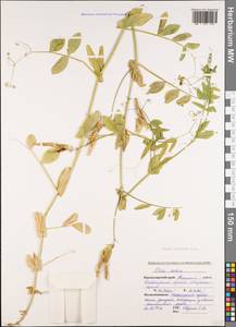 Lathyrus oleraceus Lam., Кавказ, Краснодарский край и Адыгея (K1a) (Россия)