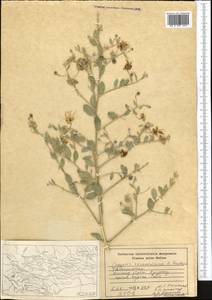 Каперсы травянистые (Willd.) Fici, Средняя Азия и Казахстан, Памир и Памиро-Алай (M2) (Таджикистан)