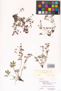 Лапчатка оттопырено-пушистая, Лапчатка поникшая Waldst. & Kit., Восточная Европа, Центральный лесостепной район (E6) (Россия)
