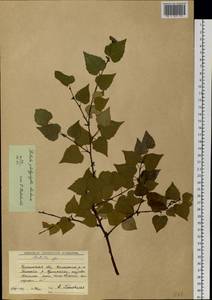 Betula pendula subsp. mandshurica (Regel) Ashburner & McAll., Сибирь, Прибайкалье и Забайкалье (S4) (Россия)