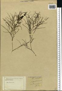 Штукения гребенчатая, Рдест гребенчатый (L.) Börner, Восточная Европа, Центральный лесостепной район (E6) (Россия)
