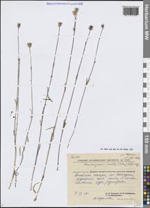 Silene involucrata subsp. tenella (Tolm.) Bocquet, Сибирь, Чукотка и Камчатка (S7) (Россия)