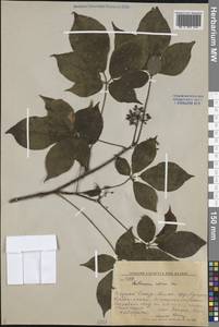 Элеутерококк колючий (Rupr. & Maxim.) Maxim., Сибирь, Дальний Восток (S6) (Россия)