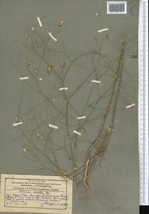 Delphinium barbatum Bunge, Средняя Азия и Казахстан, Памир и Памиро-Алай (M2) (Узбекистан)