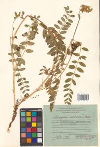 Астрагал Шелихова Turcz., Сибирь, Чукотка и Камчатка (S7) (Россия)