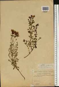 Зверобой продырявленный L., Восточная Европа, Средневолжский район (E8) (Россия)