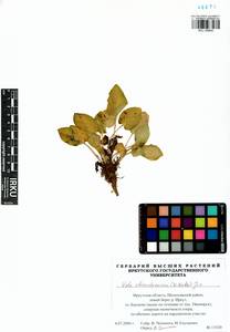 Viola alexandrowiana (W. Becker) Juz., Сибирь, Прибайкалье и Забайкалье (S4) (Россия)