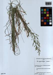 Poa pratensis subsp. pratensis, Сибирь, Алтай и Саяны (S2) (Россия)
