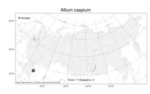 Allium caspium, Лук каспийский (Pall.) M.Bieb., Атлас флоры России (FLORUS) (Россия)