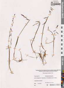 Бокоостник Сабина, Плевропогон Сабина R.Br., Сибирь, Чукотка и Камчатка (S7) (Россия)