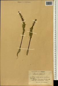 Хвостник обыкновенный, Водяная сосенка L., Зарубежная Азия (ASIA) (КНР)