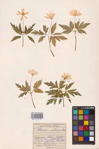 Ветреница алтайская Fisch. ex C.A.Mey., Восточная Европа, Средневолжский район (E8) (Россия)