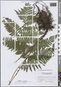 Диплазиум сибирский (Turcz. ex Kunze) Sa.Kurata, Сибирь, Дальний Восток (S6) (Россия)