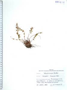 Вудсия эльбская (L.) R.Br., Сибирь, Дальний Восток (S6) (Россия)