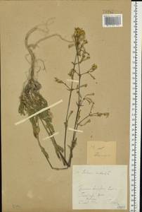 Смолевка поникшая L., Восточная Европа, Средневолжский район (E8) (Россия)