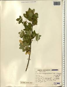 Acer monspessulanum subsp. assyriacum (Pojark.) Rech. fil., Зарубежная Азия (ASIA) (Иран)