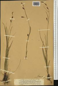 Carex ferruginea Scop., Западная Европа (EUR) (Швейцария)