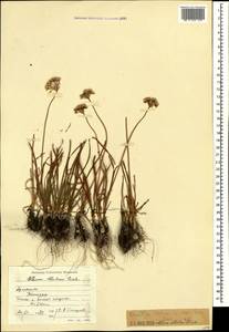 Лук обнаженный Redouté, Кавказ, Армения (K5) (Армения)