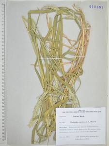 Двукисточник тростниковидный L., Сибирь, Дальний Восток (S6) (Россия)