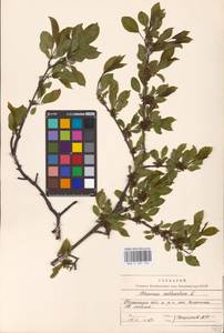 Жестер слабительный, Крушина слабительная L., Восточная Европа, Центральный район (E4) (Россия)