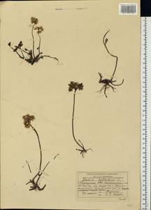 Очиток гибридный (L.) 't Hart, Восточная Европа, Восточный район (E10) (Россия)