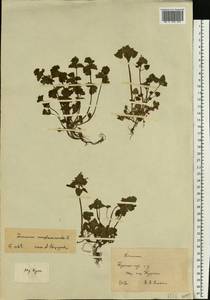 Яснотка стеблеобъемлющая L., Восточная Европа, Центральный лесостепной район (E6) (Россия)