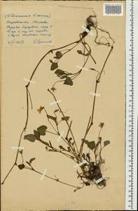 Viola ×kiliensis E. H. L. Krause, Восточная Европа, Московская область и Москва (E4a) (Россия)