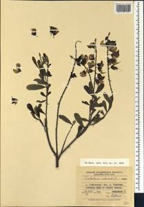 Crotalaria retusa L., Африка (AFR) (Мадагаскар)