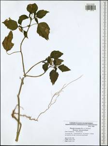 Physalis philadelphica subsp. ixocarpa (Brot. ex Hornem.) Sobr.-Vesp. & Sanz-Elorza, Восточная Европа, Центральный район (E4) (Россия)